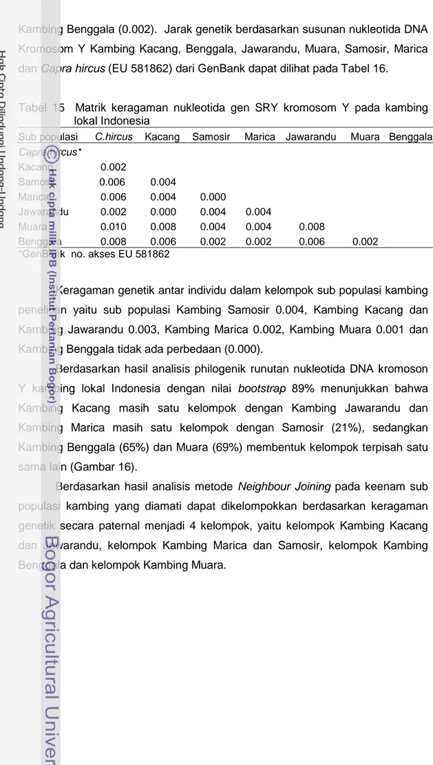 Tabel 15  Matrik keragaman nukleotida  gen SRY kromosom Y pada kambing  lokal Indonesia  