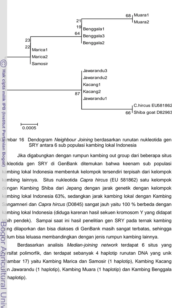 Gambar 16  Dendogram  Neighbour Joining  berdasarkan  runutan  nukleotida gen  SRY antara 6 sub populasi kambing lokal Indonesia  