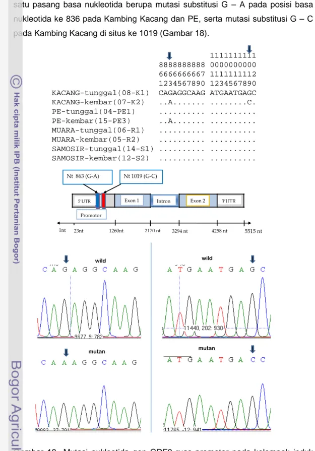 Gambar 18  Mutasi nukleotida gen GDF9 ruas promotor pada kelompok induk  prolifik (mutan) dan induk non-prolifik (wild) pada Kambing Kacang  dan Peranakan Etawah (Tiga baris pertama dibaca secara vertikal  merupakan posisi nukleotida)