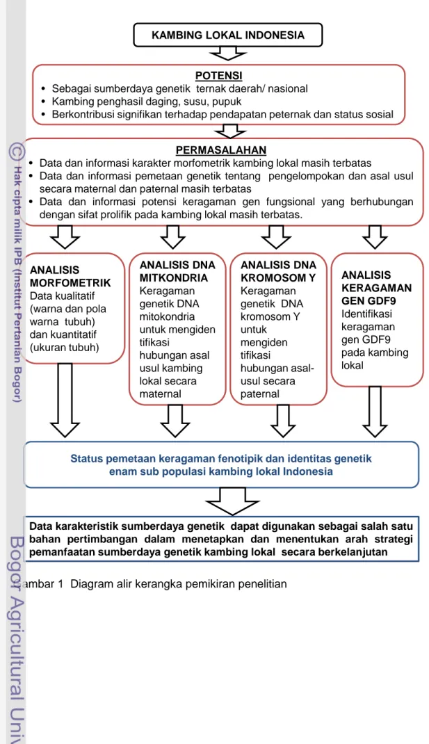 Gambar 1  Diagram alir kerangka pemikiran penelitian  KAMBING LOKAL INDONESIA