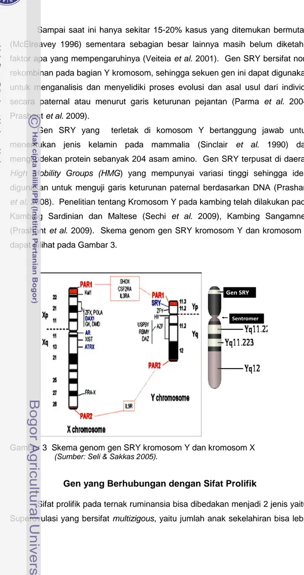 Gambar 3  Skema genom gen SRY kromosom Y dan kromosom X   (Sumber: Seli &amp; Sakkas 2005)