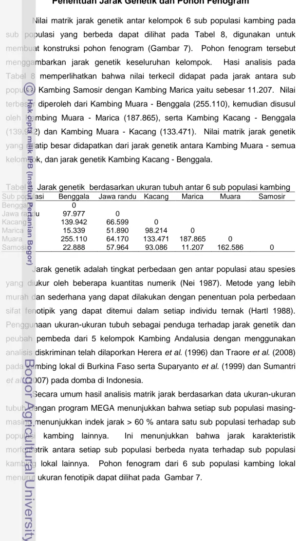 Tabel 8  Jarak genetik  berdasarkan ukuran tubuh antar 6 sub populasi kambing  Sub populasi  Benggala  Jawa randu  Kacang  Marica  Muara  Samosir 