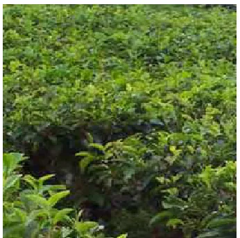 Gambar 1. Tanaman teh (Camellia sinensis) 
