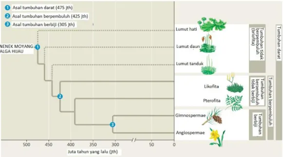 Gambar 99. Diagram filogenetik yang menunjukan hipotesis hubungan kekerabatan antar  golongan tumbuhan (Campbell, 2011) 