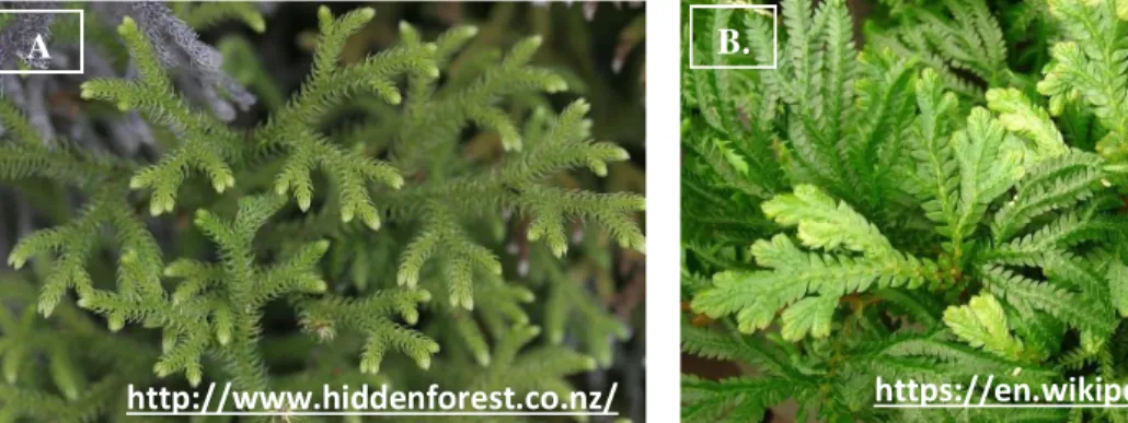 Gambar 104. Lycopodium sp. (A.); Selaginella sp. (B.); dan Isoetes (C.) 