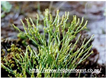 Gambar 107. Psilotum sp. 