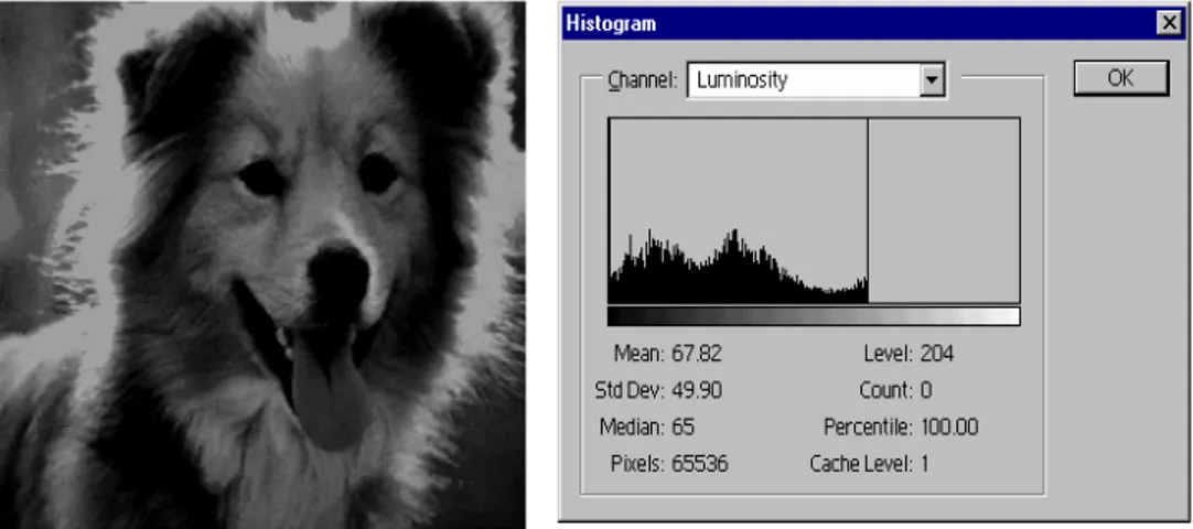 Gambar 7. 6.  Contoh perataan histogram pada citra anjing collie 