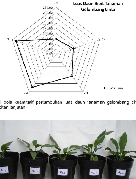 Gambar 3.   Pertumbuhan  tanaman  gelombang  cinta  umur  8  MST  di  pembibitan  lanjutan  setelah  diberikan  pemupukan Petrovita