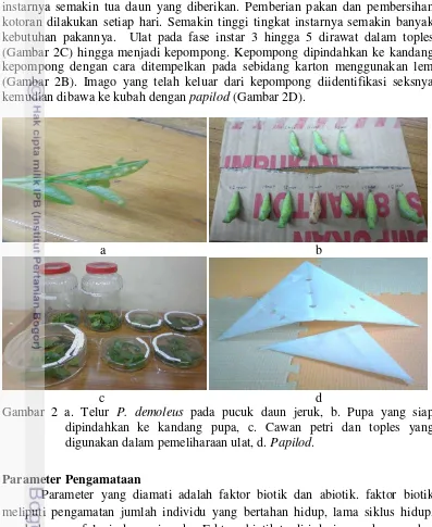 Gambar 2 a. Telur P. demoleus pada pucuk daun jeruk, b. Pupa yang siap 