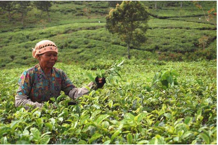 Gambar 3.7 Perkebunan teh di daerah Jawa BaratSumber: www.farm2.static.flicks
