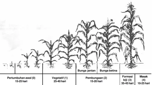 Gambar 5. Skema pertumbuhan tanaman jagung pada setiap fase (FAO 2001).