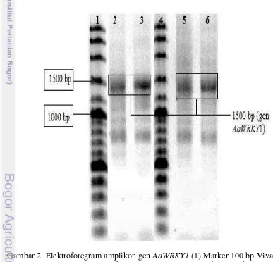 Tabel 3  Hasil Kuantitas RNA total Artemisia annua L 