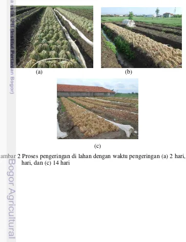 Gambar 2 Proses pengeringan di lahan dengan waktu pengeringan (a) 2 hari, (b) 9 