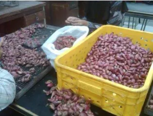 Gambar 3 Proses sortasi dan  cleanning pada bawang merah 