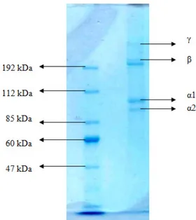 Gambar 4 Hasil analisis SDS-PAGE kolagen kulit ikan patin