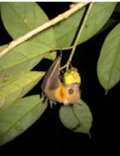 Gambar 2.    Kelelawar memakan buah