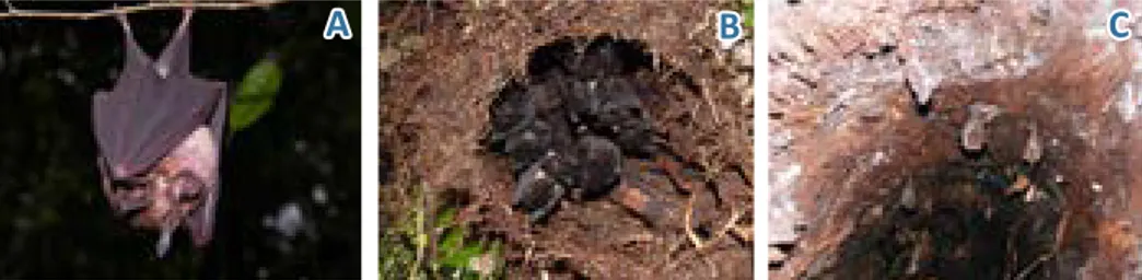 Gambar 3.    Kelelawar menggantung pada ranting pohon (A); bersarang pada rumpun pakis (B) dan menggantung di lubang  pohon (C)