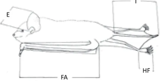 Gambar 9.    Bagian-bagian tubuh kelelawar yang diukur untuk mengidentifikasi jenisnya