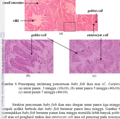 Gambar 6 Penampang melintang pencernaan baby fish ikan mas (C. Carpio).     