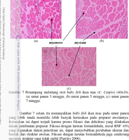 Gambar 7 selain itu menunjukkan baby fishyang lebih muda memiliki lebih banyak kerusakan pada preparat awetannya