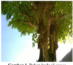 Gambar 1. Pohon kudo (Lannea  coromandelica) 