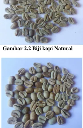 Gambar 2.1 Biji  kopi Luwak 