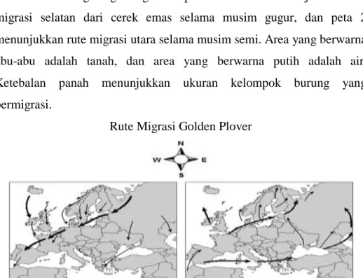 Gambar 2.2 Rute Migrasi Burung Cerek Emas 