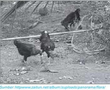 Gambar 3.3 Ayam kampung