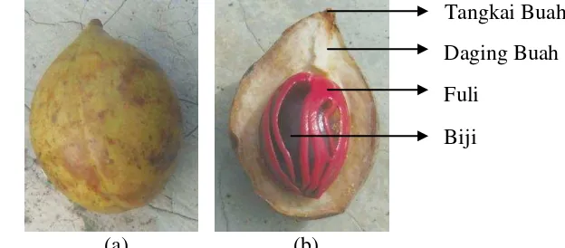 Gambar 2 (a) Buah pala utuh (b) Bagian buah pala. 