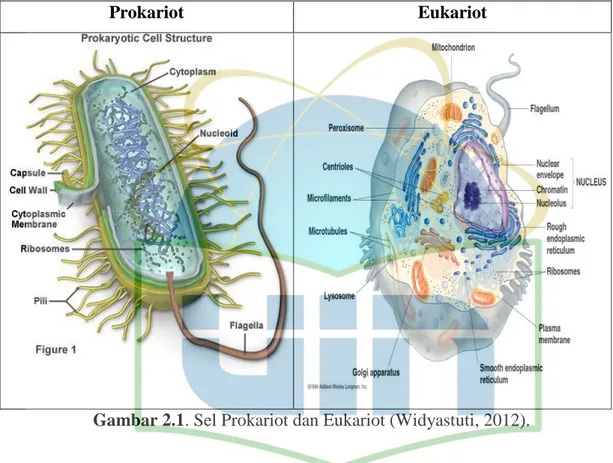 Gambar 2.1. Sel Prokariot dan Eukariot (Widyastuti, 2012). 