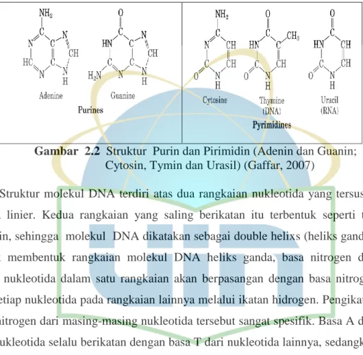 Gambar  2.2  Struktur  Purin dan Pirimidin (Adenin dan Guanin; 