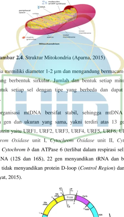 Gambar 2.4. Struktur Mitokondria (Aparna, 2015) 