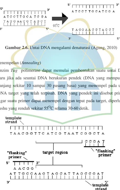 Gambar 2.6. Untai DNA mengalami denaturasi (Agung, 2010) 