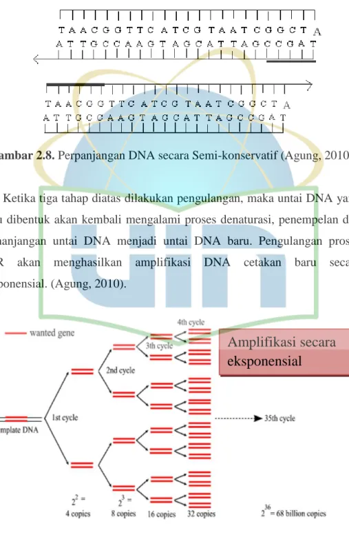 Gambar 2.8. Perpanjangan DNA secara Semi-konservatif (Agung, 2010) 