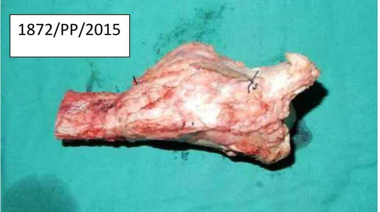 Gambar 7. Massa Tumor 