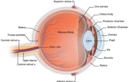 Gambar 2.1 anatomi mata  Tunika vaskulosa okuli 