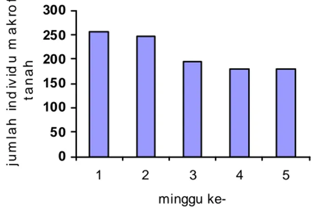 Gambar 1. Grafik jumlah total individu makrofauna tanah pada tiap  pengamatan (minggu ke 1, 2, 3, 4, dan 5)