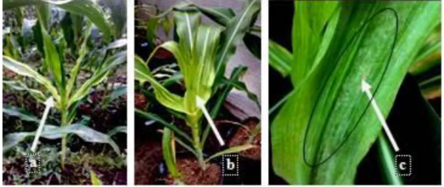 Gambar  2.  Gejala  penyakit  bulai  di  lapang  sebagai  sumber  inokulum  (a),  gejala      penyakit  bulai  hasil  inokulasi  (b),  Lapisan  konidia  pada  permukaan  bawah  daun  jagung  yang  terinfeksi  P