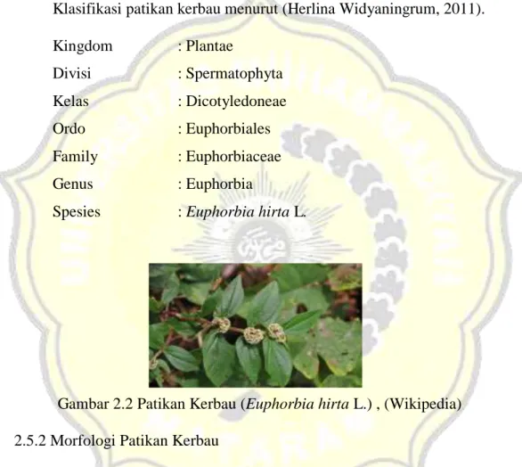 Gambar 2.2 Patikan Kerbau (Euphorbia hirta L.) , (Wikipedia)    2.5.2 Morfologi Patikan Kerbau 