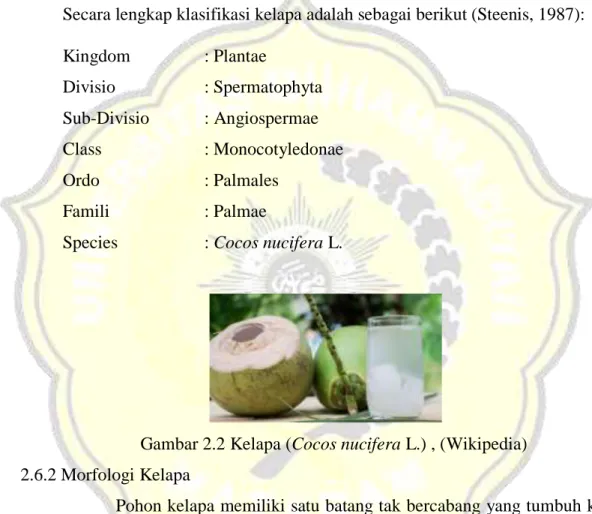 Gambar 2.2 Kelapa (Cocos nucifera L.) , (Wikipedia)  2.6.2 Morfologi Kelapa 