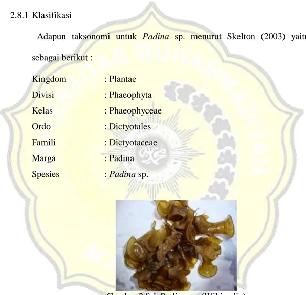 Gambar 2.8.1 Padina sp. (Wikipedia) 