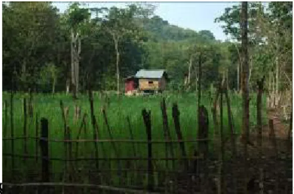 Foto 4. Rumah Ladang (Huma) Orang Ogan di Sumatera Selatan, Saat Pembukaan Ladang (Kiri), dan Saat  Menjelang Panen (Kanan) 