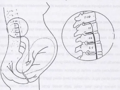 Gambar 2. Pernafasan dan jalur rasa nyeri selama persalinan. Dikutip dari 19 