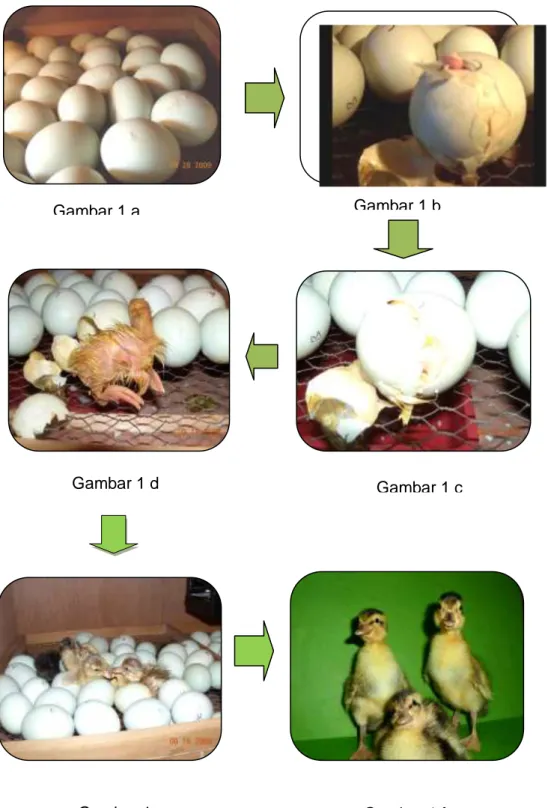Gambar 1. Proses penetasan telur 