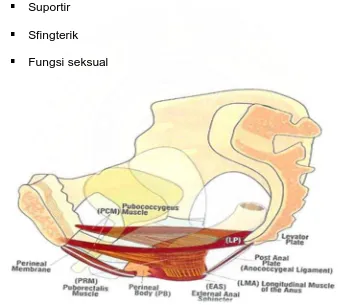 Gambar 1. Anatomi Otot Dasar Panggul Wanita 