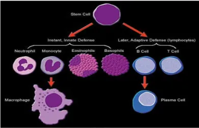 Gambar 3. Sel B menjadi sel plasma penghasil antibodi 