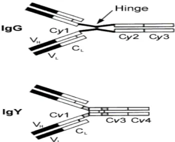 Gambar 4. Hinge region yang menghubungkan Cγ1 dan Cγ2 pada IgG 