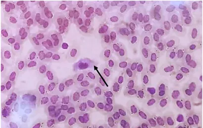 Gambar 1. Leucocytozoon sp. pada sampel darah (anak panah) 