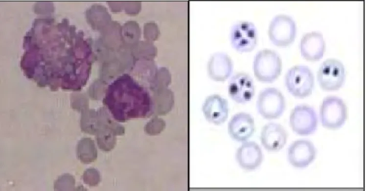 Gambar 1  Babesia sp (Anonim 2005) 