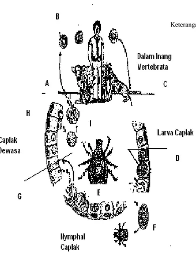 Gambar 2  Siklus Hidup Babesia sp.(Anonim 2007) 